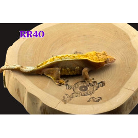 RR40 Red Base 50% Het Axanthic
