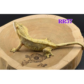 RR37 Yellow