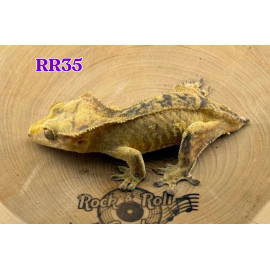 RR35 Yellow