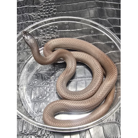 Hypermelanistic het Lavender