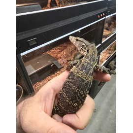 Asian Water Monitor V.S.bivittatus