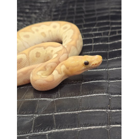 Banana Clown