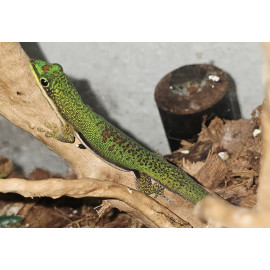 Lined Day Geckos Flawless LTC