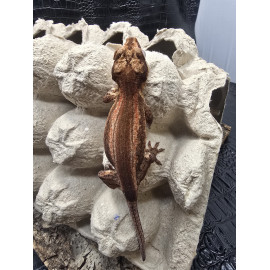 2025 Stripe Female