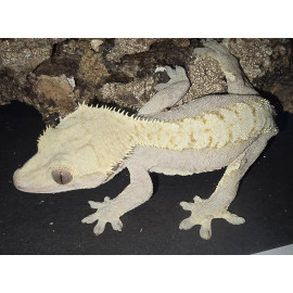 2025 Hypo Lavender Female