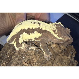 2024 Sable LW Female