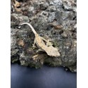 2024 Partial Pin Crested Gecko