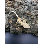 2024 Partial Pin Crested Gecko