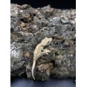 2024 Partial Pin Crested Gecko