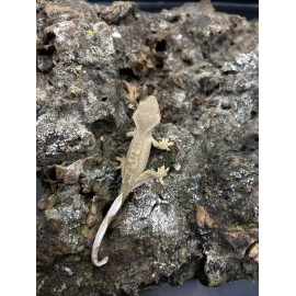 2024 Patternless Crested Gecko