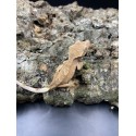 2024 Red Crested Gecko