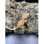 2024 Red Crested Gecko