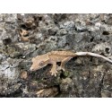 2024 Red Crested Gecko