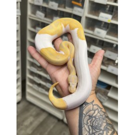 Candy Pied