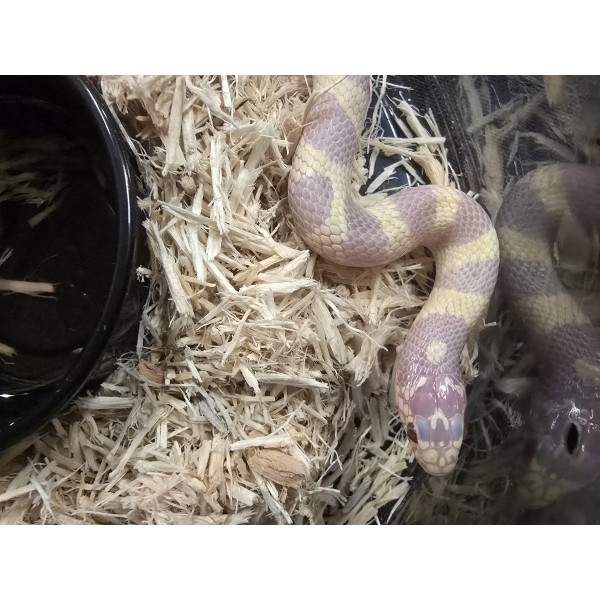 Ball Python Friday Night Drop