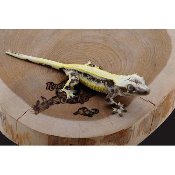 Crested & Gargoyle Gecko Auction