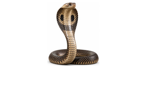 Venomous
